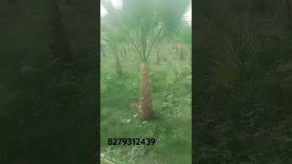 washingtonia plant up 23amroha [upl. by Mcneely10]