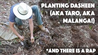 How to Plant Dasheen AKA Taro AKA Malanga [upl. by Aseram]