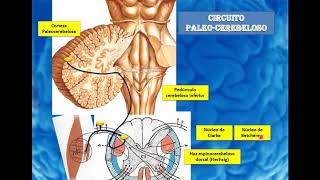 Circuitos cerebelosos y vías extrapiramidales [upl. by Reed]