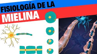 Formación y fisiología de la mielina Neurociencias 7 [upl. by Damales722]