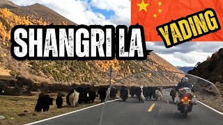 🇨🇳 SHANGRI LA  YADING  88 CHINA  ASIA motorcycle solo travel Africa Twin [upl. by Satsoc]