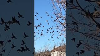 Look so many birds 😄🤣 birds nature canada quebec montreal [upl. by Nohtan723]