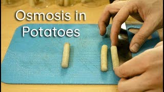 Osmosis in Potato Strips  Bio Lab [upl. by Andryc185]