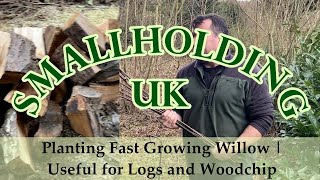 Planting Fast Growing Willow  Useful for Logs and Woodchip [upl. by Irvine]