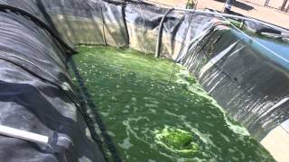 Algae The Future of Biodiesel [upl. by Claresta]