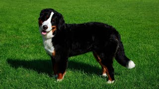 Grooming and Care for Bernese Mountain Dogs [upl. by Hirst]