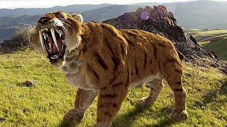 Smilodon Populator VS Bengal Tiger and African Lion [upl. by Ylas222]