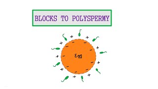 8 BLOCKS TO POLYSPERMY [upl. by Jonell]