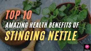 Top 10 Amazing Health Benefits Of Stinging Nettle  Blissed Zone [upl. by Lymann445]