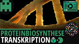 Proteinbiosynthese  Transkription │Biologie Lernvideo Learning Level Up [upl. by Niloc]