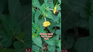 Mirabilis jalapa  Nyctaginaceae family  Four O clock plant [upl. by Ardnak518]