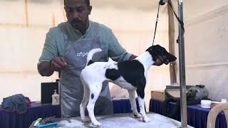 Fox terrier smooth coat grooming section at cilicon city kennel club dog show foxterrier dogshows [upl. by Russian]