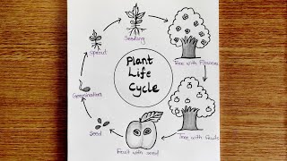 Plant life cycle  Life cycle of plant  Plant life cycle Drawing  How to draw plant life cycle 🌱 [upl. by Meraree]