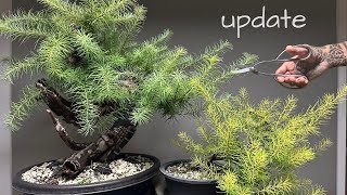 Bonsai update  maple elm larch tanuki [upl. by Ettenrahc]