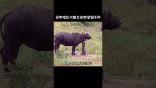 母牛找到木樁全身按摩個不停 野生動物 動物解說 [upl. by Fem]