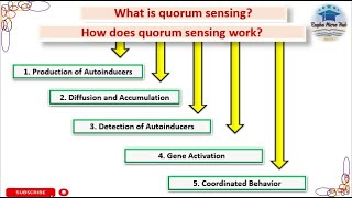 How does quorum sensing work microbiology raqbamicrohub [upl. by Tina]