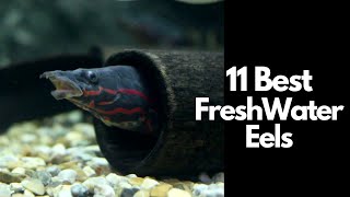 11 Best Freshwater Eel Species You Need to Know 🐍 [upl. by Lorianne]