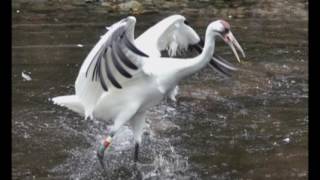 Whooping Cranes at the Ellie Schiller Homosassa Springs Wildlife State Park [upl. by Pega]