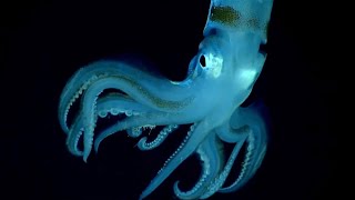 10 Deep Ocean Creatures Found by ROVs Near Puerto Rico 🇵🇷 [upl. by Ormiston]