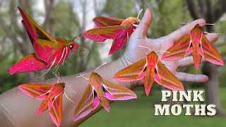 HUGE PINK MOTHS Elephant Hawkmoth  Deilephila elpenor  Breeding GUIDE MothCycles ft Bart Coppens [upl. by Ybloc]