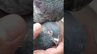 Kamagra pigeon [upl. by Joceline]