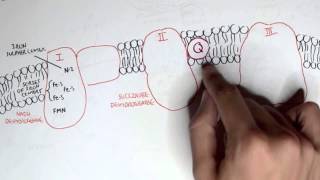 PART I  Oxidative Phosphorylation Electron Transport Chain [upl. by Narik]