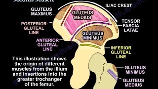 The Gluteus Medius Muscle  Everything You Need To Know  Dr Nabil Ebraheim [upl. by Neztnaj]