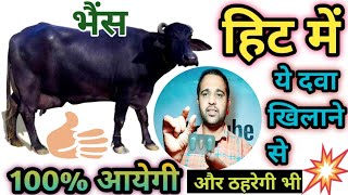 भैंस को हीट में कैसे लाएं हीट में लाने की दवाBuffalo ko Heat mein laane ki Medicine [upl. by Annohs602]