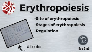 Erythropoiesis  RBC  Erythrocytes  Blood Physiology [upl. by Attenauqa597]