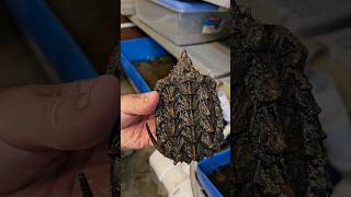 These Baby Alligator Snapping Turtles Are Incredible alligatorsnappingturtle babyturtles shorts [upl. by Teria]