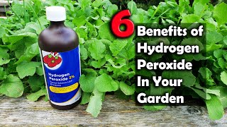 6 Benefits Of Hydrogen Peroxide On Plants And In Your Garden [upl. by Ennylhsa484]