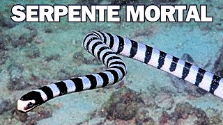 Serpente Marinha Krait  A mais venenosa do mundo Descubra aqui [upl. by Aker]