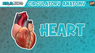 Cardiovascular  Anatomy of the Heart  Heart Model [upl. by Cahan]