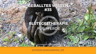 GEBALLTES WISSEN 35 Blutegel beim Pferd  Wunderwaffe oder igitt [upl. by Elke97]