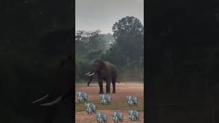 a single wild tuskar elephant entered the football ground [upl. by Ahsiea]