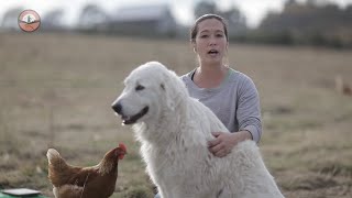 Livestock Guardian Dogs 101 [upl. by Tama496]