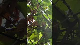 How many times can grapevines produce in one year gardening gardenshorts homegrown [upl. by Eciruam72]