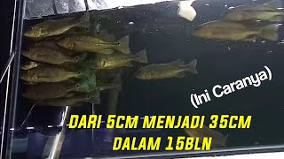 IKAN PBASS ORINOCO CEPAT BESAR DALAM WAKTU DEKAT [upl. by Wonacott]