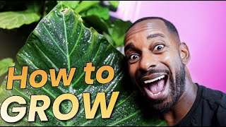 Alocasia Regal Shield Care Tips and Tricks for a Healthy Plant [upl. by Ssej]