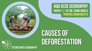 Causes of Deforestation  AQA GCSE Geography  Tropical Rainforests 4 [upl. by Ettennor]