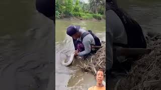 ikan sidat mancing [upl. by Mcmahon]