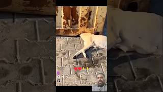 dog tamil doglover puppy cat love dogs cutebaby comedy chennaimemes shorts trending [upl. by Ahsirat476]