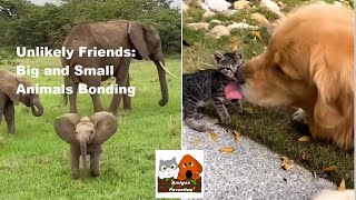 Amigos Favoritos  Unlikely Friends Big and small animals bonding [upl. by Nagap]