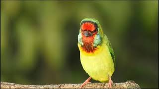 Calling of White Cheeked Barbet [upl. by Elbertina627]