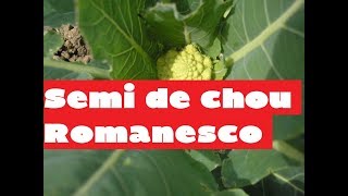 Terroir  le chou romanesco lautre prince de Bretagne  Comment planter des choux [upl. by Schreck]