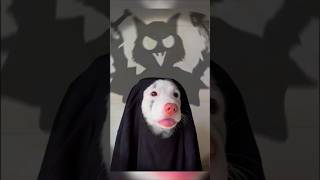 Ce gentil chien veut avoir lair effrayant à Halloween  😱 shorts [upl. by Ylro]