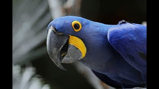 The Fascinating World of Hyacinth Macaw Parrots Discover Their Unique Traits and Personality [upl. by Dierolf]