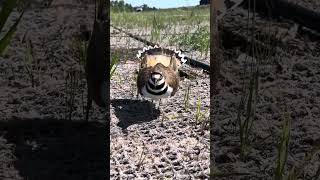 birdwatching killdeer nest🪺 [upl. by Zzaj630]