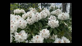 Primulas Azaleas and Rhododendrons at New Jersey Botanical Garden April 27 2024 [upl. by Arhat]