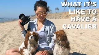 What Its Like To Have A Cavalier King Charles [upl. by Eaned]